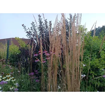 Sazenice sazenice trvalky třtina ostrokvětá 'Overdam'