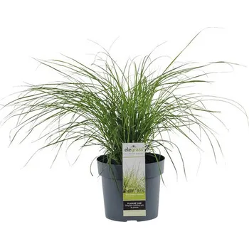 Květináč Ozdobnice čínská zakrslá FloraSelf Miscanthus sinensis ‚Cute One‘ 10-30 cm květináč 3 l