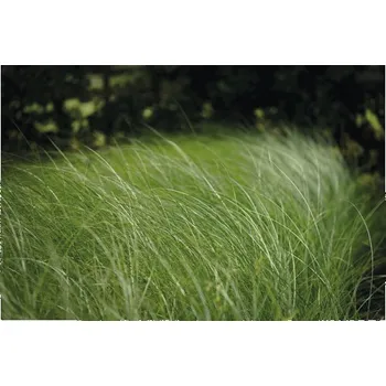 Květináč Ozdobnice čínská FloraSelf Miscanthus sinensis 'Gracillimus' 10-100 cm květináč 3 l