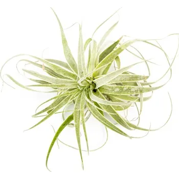 Gardners Tillandsia Gardneri Tillandsie, kykatka