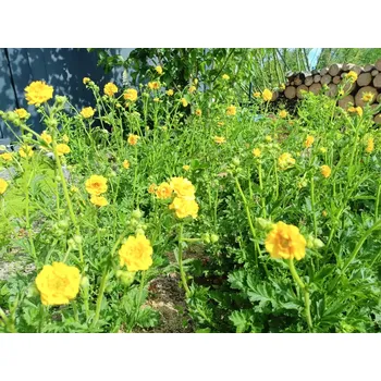 Sazenice sazenice trvalky kuklík žlutý 'Lady Stratheden'