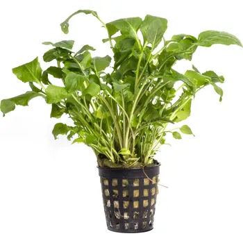 Zahrada Neobeckia aquatica - SLEVA