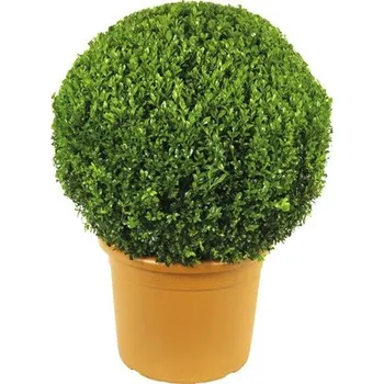 Květináč Zimostráz FloraSelf Buxus sempervirens průměr cca 50 cm květináč 15 l