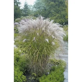 Květináč Ozdobnice čínská FloraSelf Miscanthus sinensis 'Kleine Silberspinne' výška 10-100 cm květináč 3 l