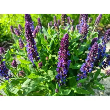 Sazenice sazenice-kvetin.cz sazenice šalvěj hajní 'Blue Queen'