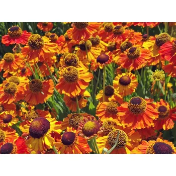 Sazenice sazenice trvalky záplevák podzimní 'Helena', mix barev