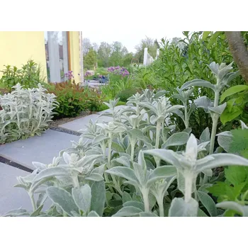 Sazenice sazenice trvalka čistec vlnatý