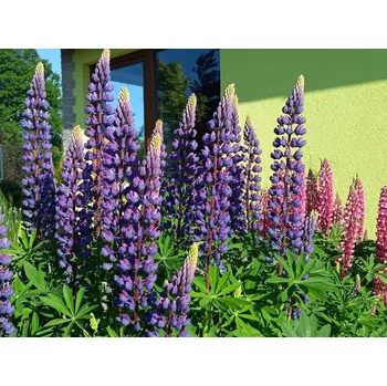 Sazenice sazenice-kvetin.cz sazenice lupina mnoholistá, směs barev