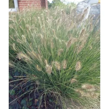 Květináč Dochan psárkovitý FloraSelf Pennisetum alopecuroides 'Hameln' 5-60 cm květináč 3 l