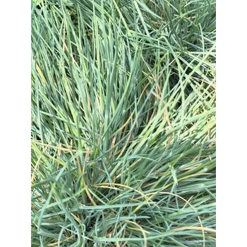 Květináč Kostřava popelavá FloraSelf Festuca glauca 'Cool As Ice' 5-15 cm květináč Ø 14 cm