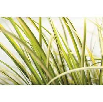 Květináč Puškvorec trávovitý žlutě panašovaný FloraSelf Acorus gramineus 'Ogon' 5-20 cm květináč Ø 14 cm