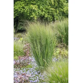 Květináč Proso prutnaté FloraSelf Panicum virgatum 'Northwind' 10-40 cm květináč 3 l