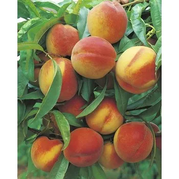 Květináč Broskev BIO FloraSelf Bio Prunus persica 'South Haven' cca 100 cm květináč 7,5 l