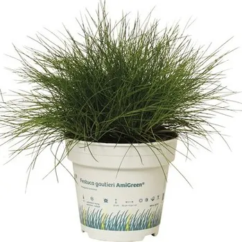 Květináč Kostřava metlovitá FloraSelf Festuca gautieri 'AmiGreen' výška 5-15 cm květináč 0,5 l