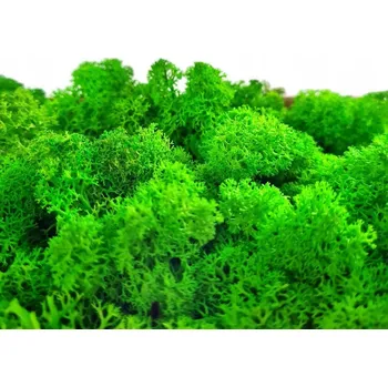 Obraz Dekorativní mech Via Home chrobotek zelený 330 g 38x20 cm