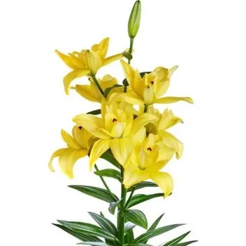 Cibulovina Lilie Crosscourt 3 ks