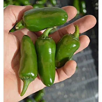 Zelenina Jalapeňo Ruben