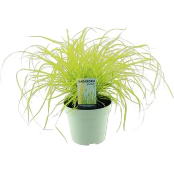 Květináč Dochan psárkovitý FloraSelf Pennisetum alopecuroides 'Hameln' výška 5-30 cm květináč 14 cm