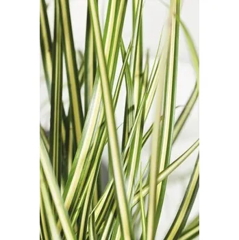 Květináč Ostřice ošimenská FloraSelf Carex oshimensis 'Evergold' 5-30 cm květináč 3 l