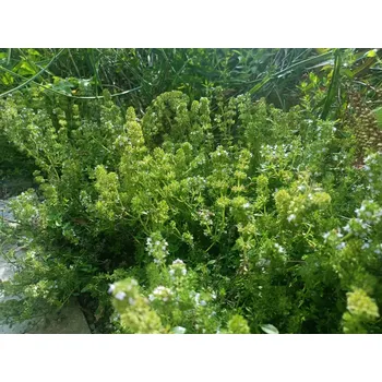 Sazenice sazenice trvalky mateřídouška