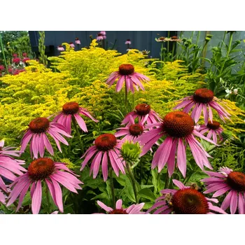 Sazenice sazenice trvalky třapatky nachové