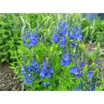 Sazenice sazenice rozrazilu ožankovitého