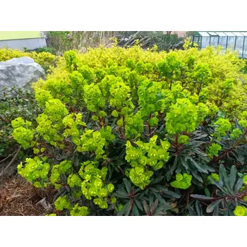 Sazenice sazenice-kvetin.cz sazenice pryšec mandloňovitý 'Purpurea'