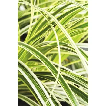 Květináč Ostřice japonská FloraSelf Carex morrowii 'Feather Falls' 5-30 cm květináč 3 l