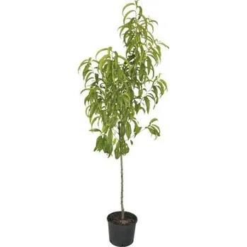 Květináč Nektarinka BIO FloraSelf Bio Prunus nucipersica 'Snow Queen' květináč 7,5 l