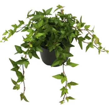 Květináč Břečťan popínavý FloraSelf Hedera helix hibernica květináč Ø 13 cm