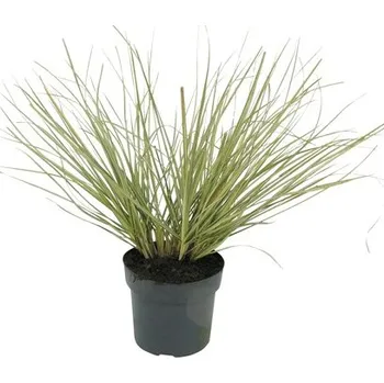 Květináč Pampová tráva, kortaderie dvoudomá s bílými proužky FloraSelf Cortaderia selloana 'Julia' 15-80 cm květináč 3 l