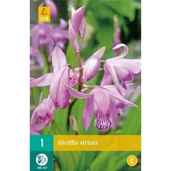 JUB Orchidej vzpřímená (Bletilla striata)