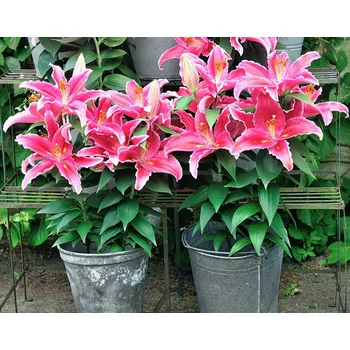 Cibulovina Lilie Sunny Martinique 3 ks