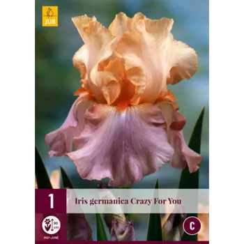 Sazenice JUB Kosatec - Germanica Crazy for you