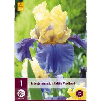 Sazenice JUB Kosatec - Germanica Edith Wolford