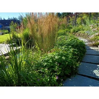 Sazenice sazenice trvalky kakost 'Lady Moore'