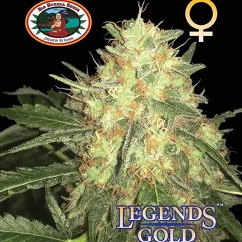 Semeno Big Buddha Seeds - Legends Gold 5 ks