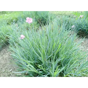 Sazenice sazenice trvalky karafiát skalkový, mix barev