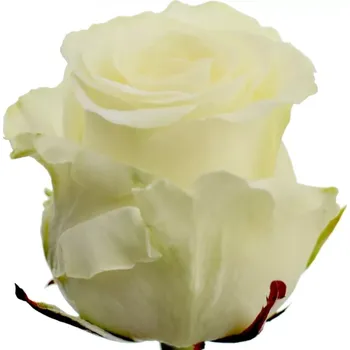 umělá květina Bílá růže DOLOMITI 80cm (XXL)