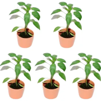 Jalapeno - sazenice množství: 4+1 (zdarma)