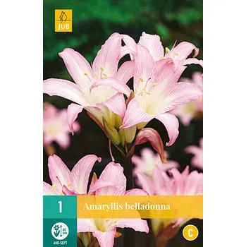 JUB Amarylka Belladonna
