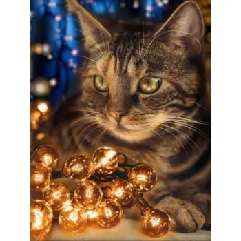 Diamantové malování Diamantové malování/Huacan - Kočka a rozsvícené žárovky