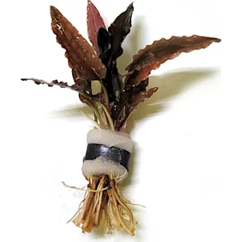 Akvarijní rostlina Kryptokoryna Tropica - svazek (Cryptocoryne Tropica)