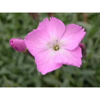 Sazenice Hvozdík sivý 'La Bourboule' - Dianthus 'La Bourboule' Balení: kontejner p9