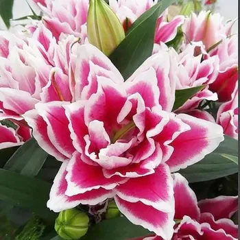 Cibulovina Lilie Roselily Kyra 3 ks