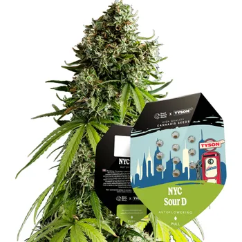 Semeno Tyson 2.0 Tyson 2.0, Semínka samonakvétací - NYC Sour D Auto, 3 ks