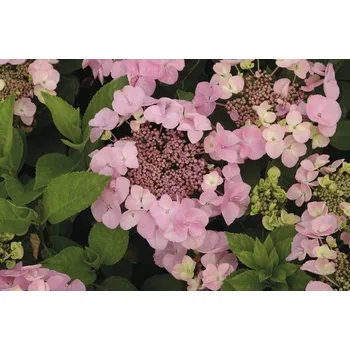 Květináč Hortenzie velkolistá růžová FloraSelf Hydrangea macrophylla výška 30-40 cm květináč 5 l