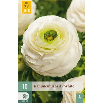 Zahradní sestava Pryskyřník White (10 cibulí) Ranunculus