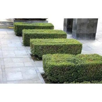 Sazenice Ptačí zob FloraSelf Ligustrum ovalifolium 40-60 cm v click květináči v balení 10 ks