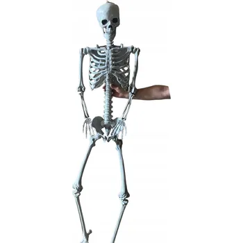 anatomický model Velká kostra RESTEQ 180 cm Anatomický model člověka, detailní provedení